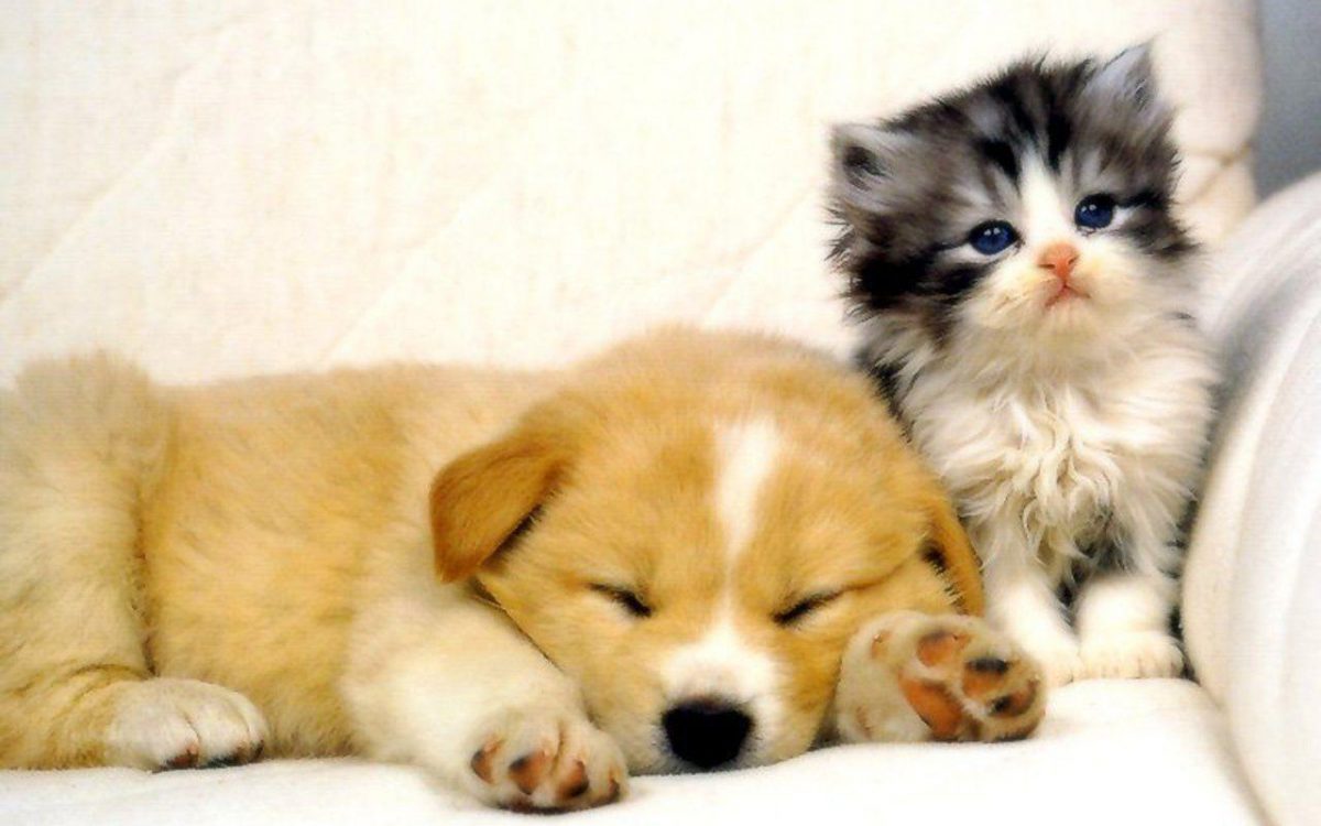Cute Cats & Dogs